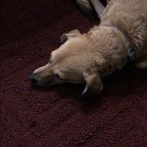 Meet your Posher, Griffin